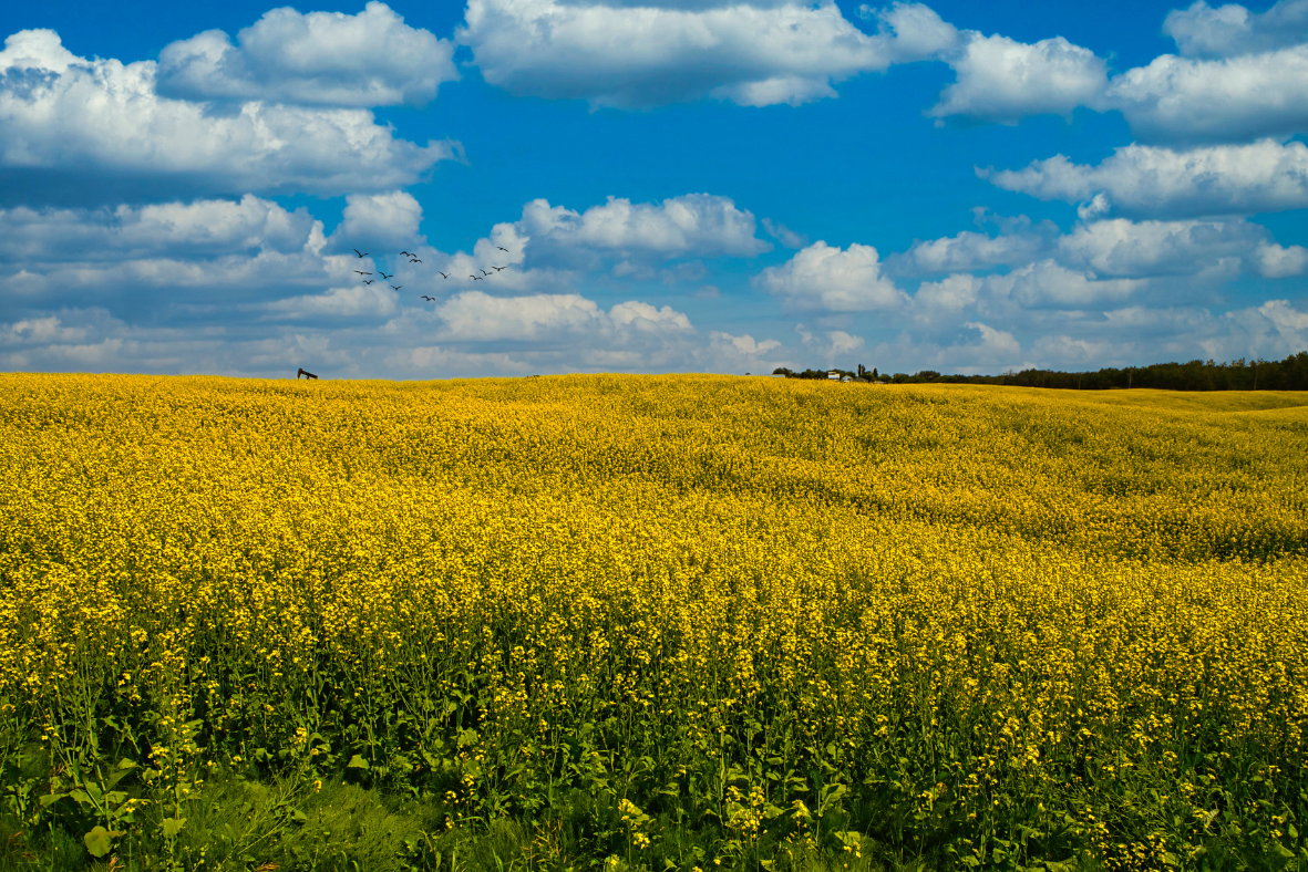 canola fields acreage