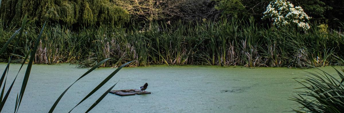 The Importance of Storm Ponds
